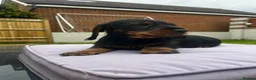 Miniature Dachshund dogs for sale: Black and Tan miniature dachshund - Advert 6