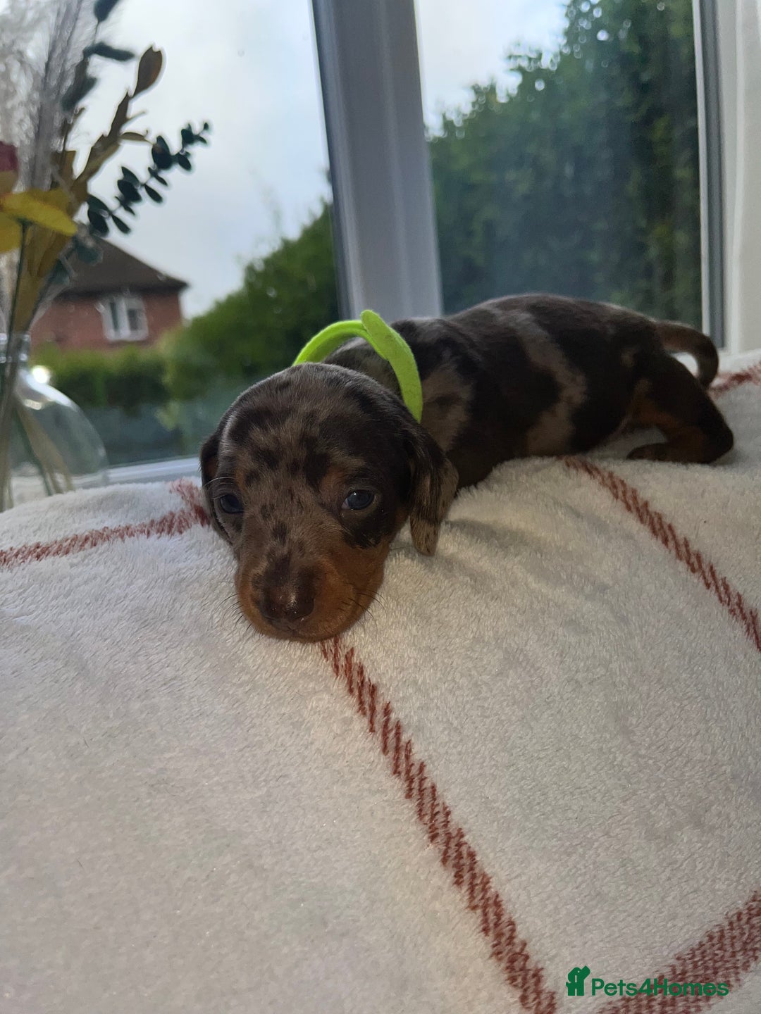 Miniature Dachshund dogs for sale: Beautiful Dachshund puppy’s  - Image 25