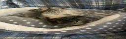 Guinea Pig rodents for sale: Lots of lovely baby boy - Advert 8