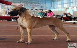 Great Dane dogs for sale: Stunning Brindle/Fawn Great Dane Waiting List Open - Image 11