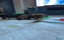 Dachshund dogs for sale: 🐾 Beautiful wired haired Dachshund Puppies - Image 26