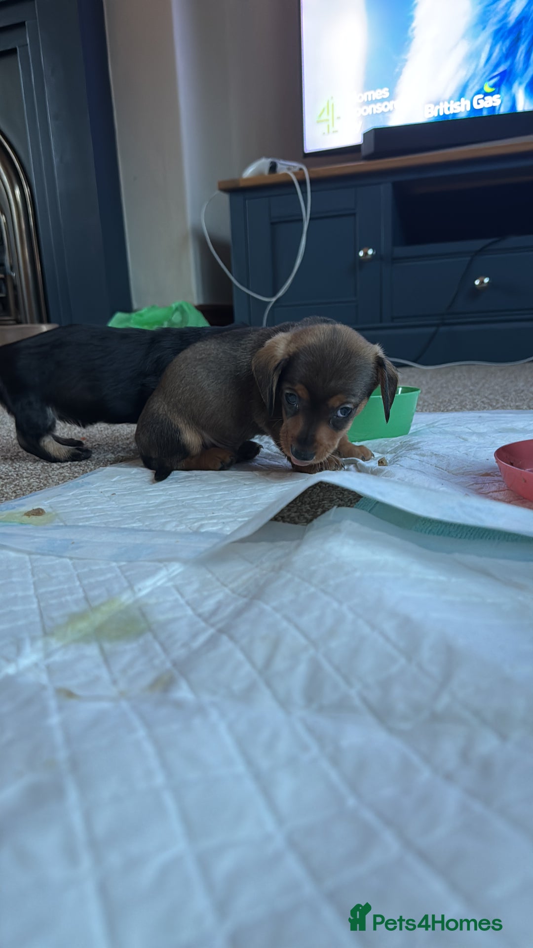 Dachshund dogs for sale: 🐾 Beautiful wired haired Dachshund Puppies - Image 26