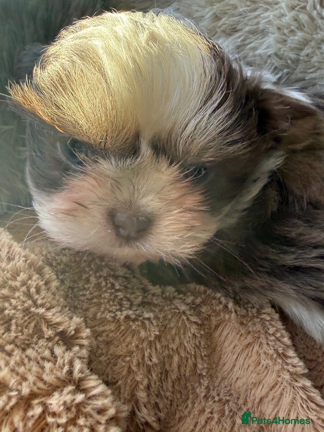 Shih Tzu dogs for sale: READY NOW …Special prices on pups POA  - Advert 24