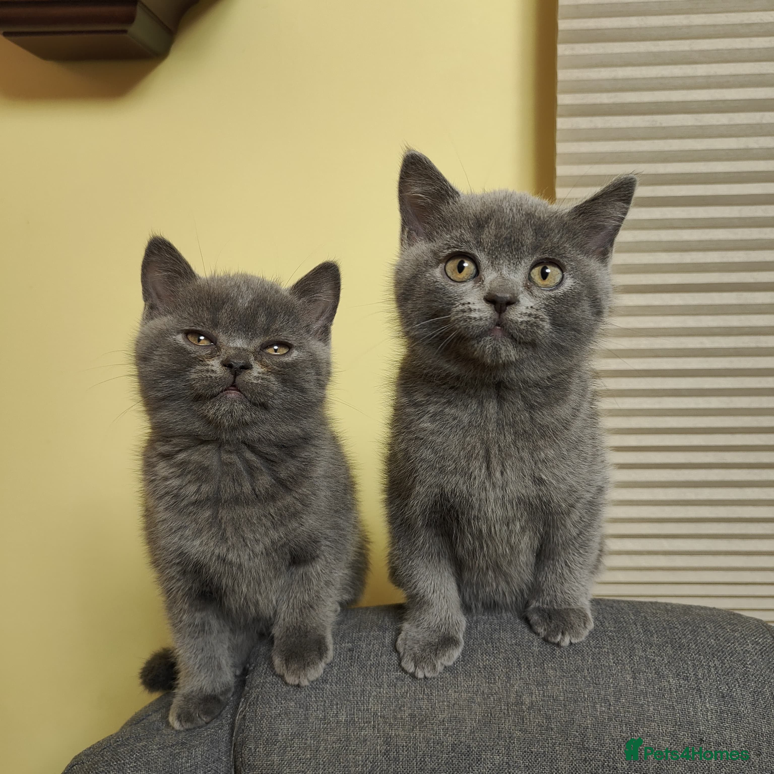 Scottish Fold cats 3 beauties is ready to leave  - Advert 4