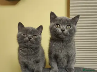 Scottish Fold cats 3 beauties is ready to leave - Advert 4