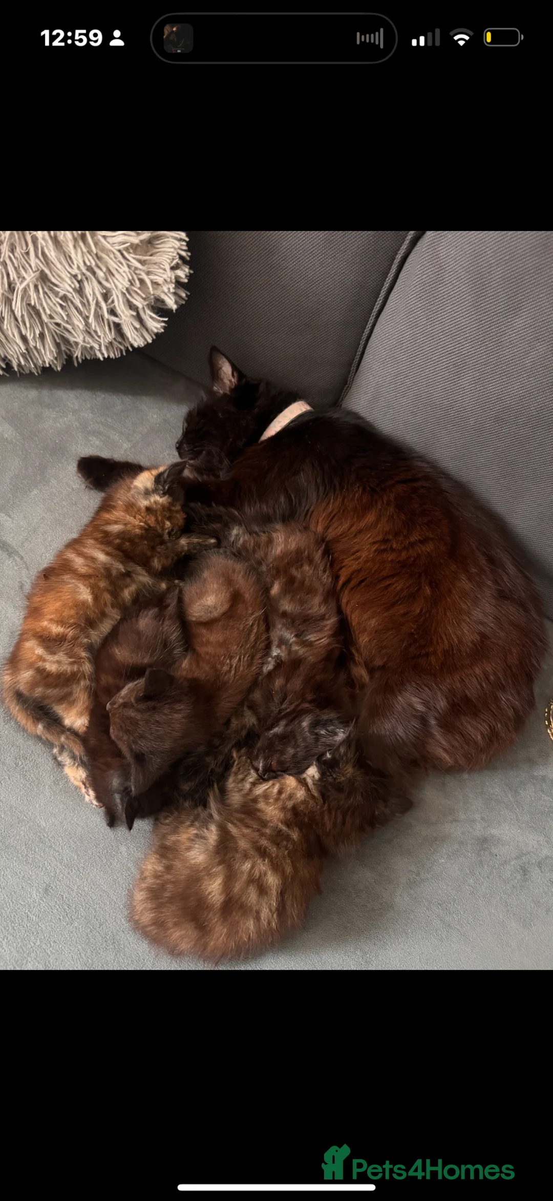 Mixed Breed cats for sale: 4 kittens - Advert 17