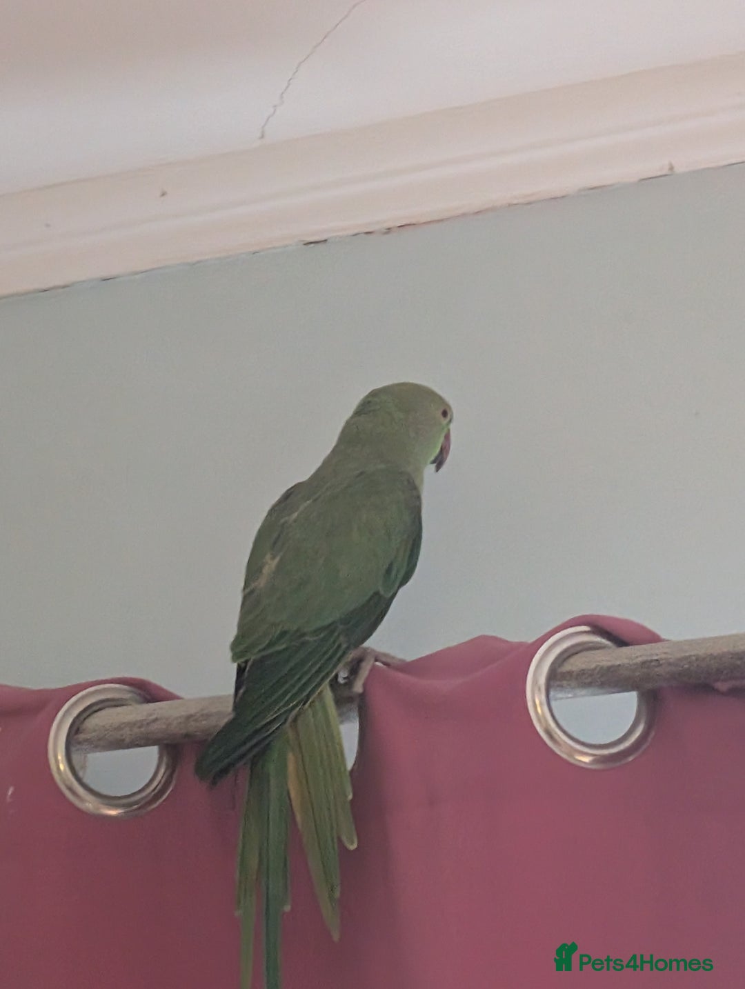 Ringnecks birds for sale: Green ring neck -Free to the right home - Advert 2