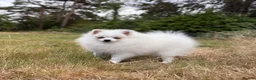 Pomeranian dogs for sale: Beautiful Purebred Pomeranian Female 5½ Months Old - Advert 6