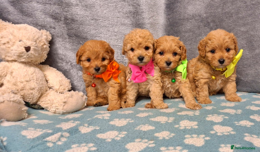 Cavapoochon dogs for sale: 5 🌟 DNA tested Cavapoochon pups - Image 22