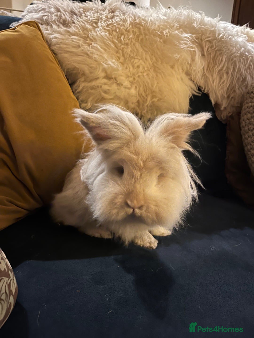 Lionhead rabbits for sale: Lion head x Lop buck looking for forever home - Image 2
