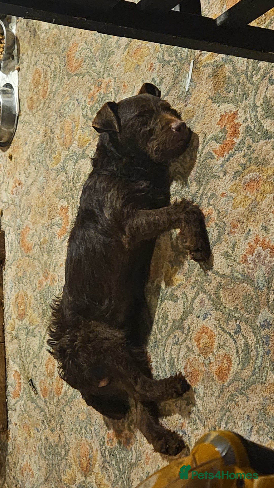 Patterdale Terrier dogs for sale: Buddy - Advert 2