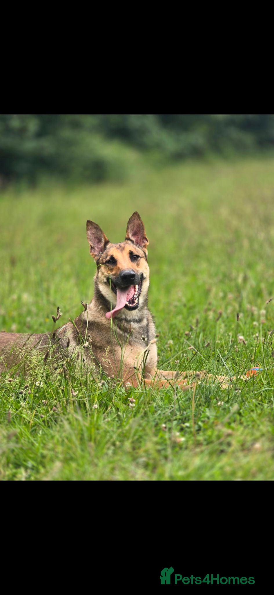 Mixed Breed dogs Shepherd type bitch - Advert 2