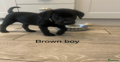 Labrador Retriever dogs - Advert 7
