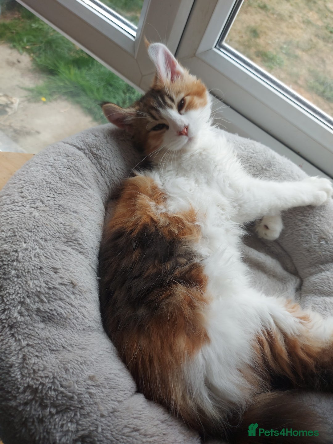 Maine Coon cats for sale: Beautiful XXL Maine-coon kittens 😸 ♥️  - Image 35