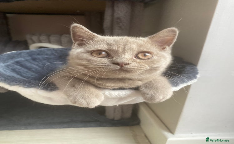 British Shorthair cats - Advert 8