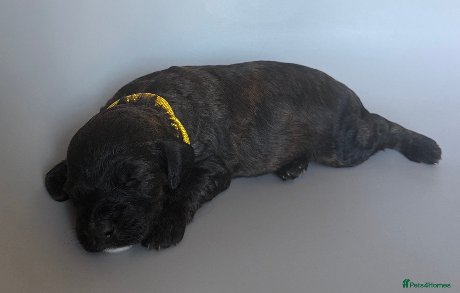 Mixed Breed dogs Beautiful Cocker Spaniel Mix Puppies for sale - Advert 2
