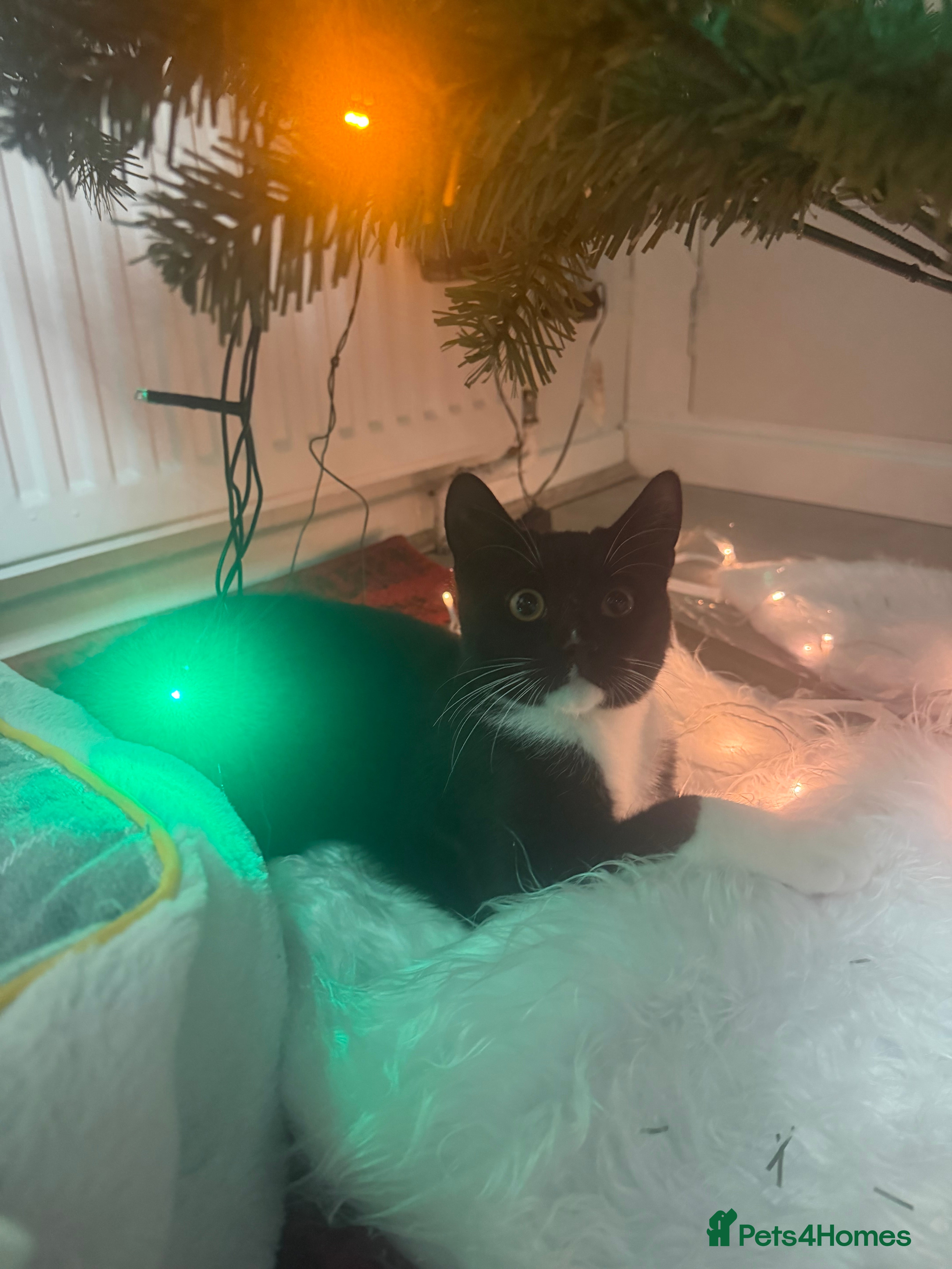 British Shorthair cats Beautiful Boy for Adoption - Advert 3