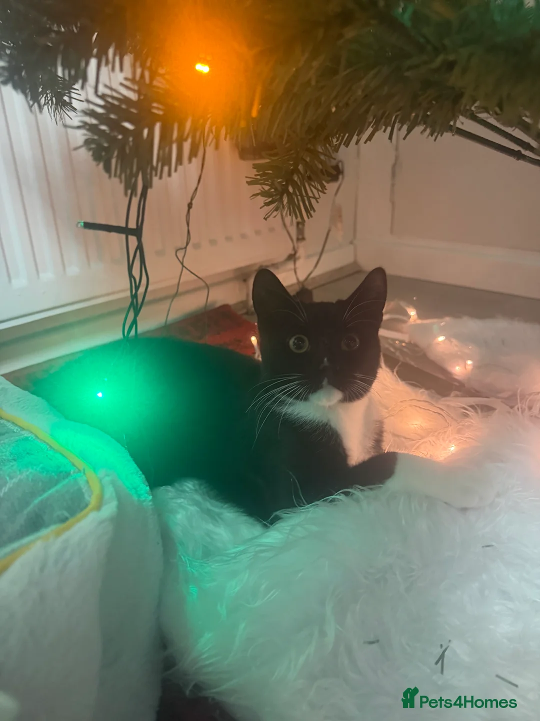 British Shorthair cats for sale: Beautiful Boy for Adoption - Advert 1