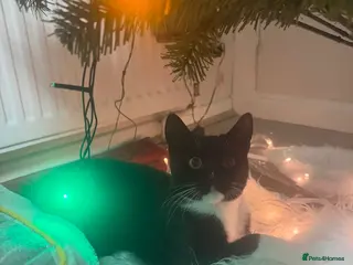 British Shorthair cats Beautiful Boy for Adoption - Advert 3