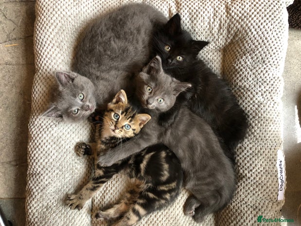 Mixed Breed cats - Advert 5