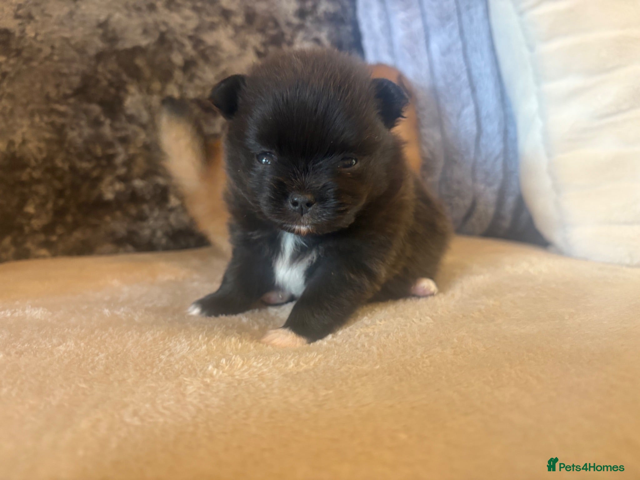 Pomeranian dogs 2 beautiful female kc poms  - Advert 5