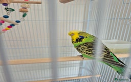 Budgerigars birds for sale: FEMALE BUDGIE  - Image 1