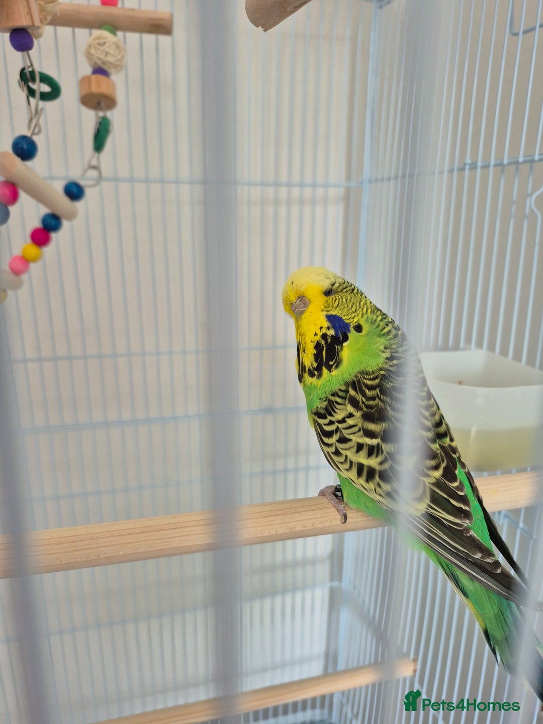Budgerigars birds for sale: FEMALE BUDGIE  - Image 1