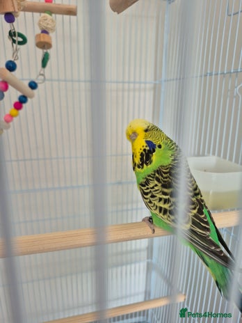 Budgerigars birds - Advert 4