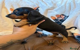 Miniature Dachshund dogs for sale: Stunning Silver & Chocolate Dapple Miniatures - Image 7