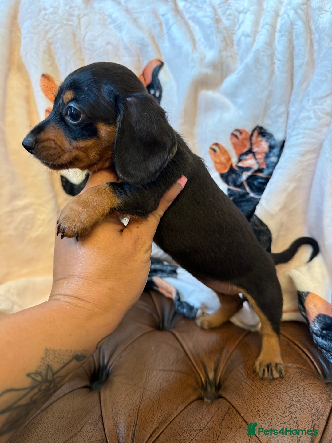 Miniature Dachshund dogs for sale: Stunning Silver & Chocolate Dapple Miniatures - Image 7