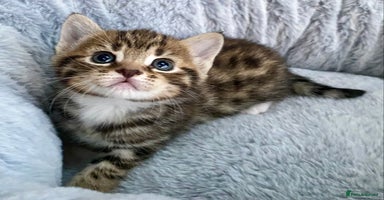 Mixed Breed cats - Advert 9