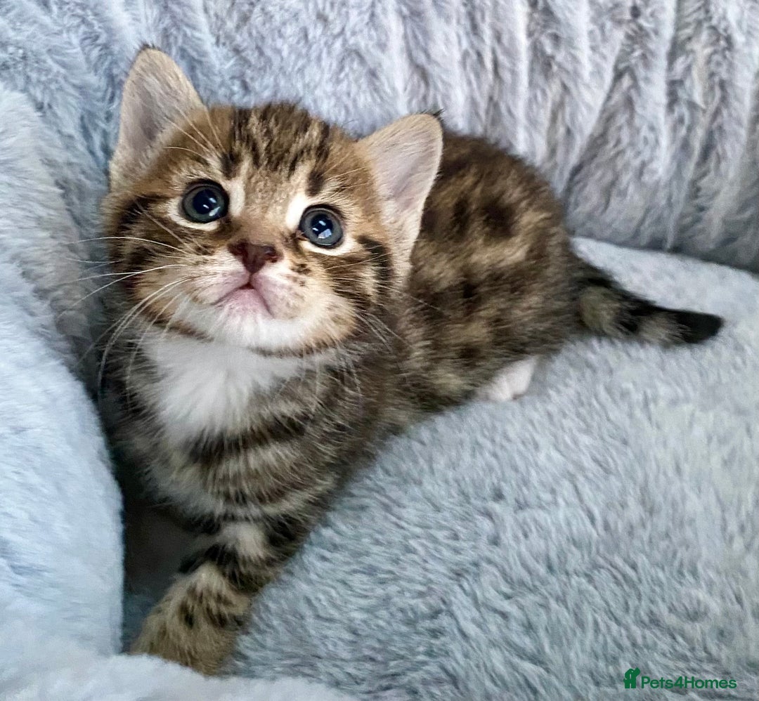 Mixed Breed cats for sale: Amazing, beautiful girl looking for home💕💕 - Image 1