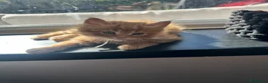 Meatball 