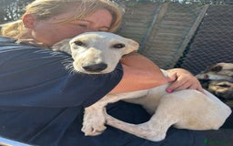 Mixed Breed dogs for adoption: Cheddar - Norwich Norfolk  - Image 4