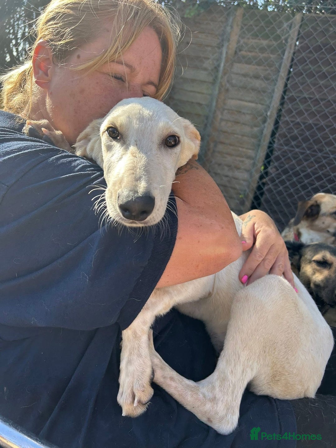 Mixed Breed dogs for adoption: Cheddar - Norwich Norfolk  - Image 4