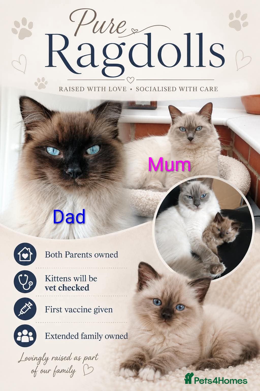 Ragdoll cats Pure bred Ragdolls need loving homes - Advert 1