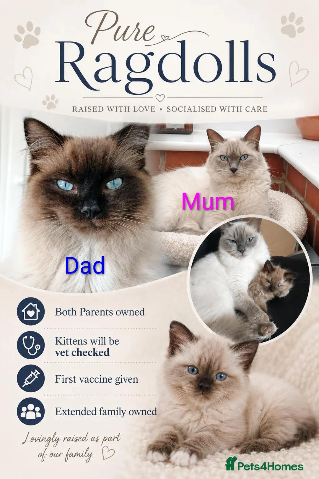 Ragdoll cats for sale: Pure bred Ragdolls need loving homes - Advert 1
