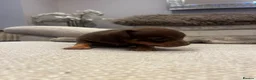 Russian Toy Terrier dogs for sale: RUSSIAN TOY TERRIERS  - Advert 12