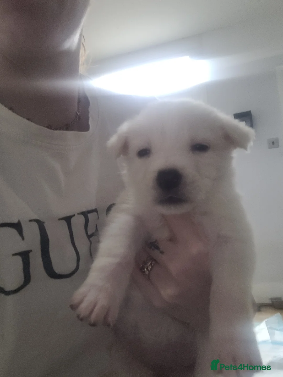 Mixed Breed dogs for sale: Golden shepherd - Advert 11