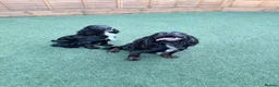 Cocker Spaniel dogs for sale: Superb working cocker spaniels liver and tan males - Advert 9