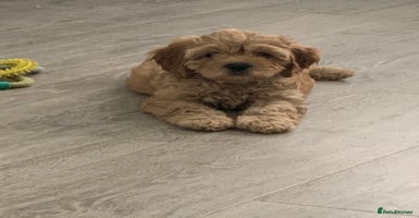 Cavapoo dogs - Advert 2