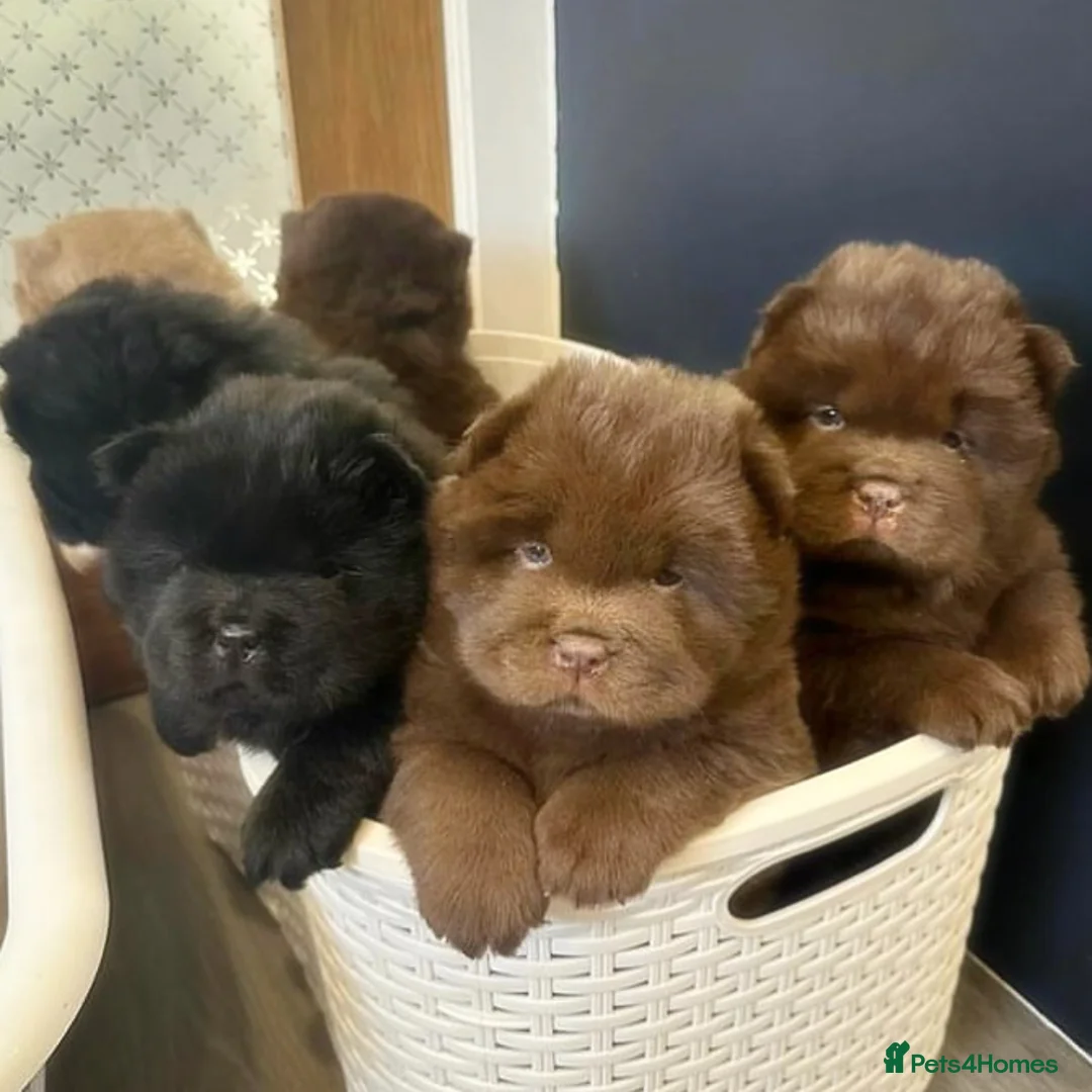 Chow Chow dogs for stud: HERSHEY the famous chocolate carrying blue. in Cheltenham - Advert 33