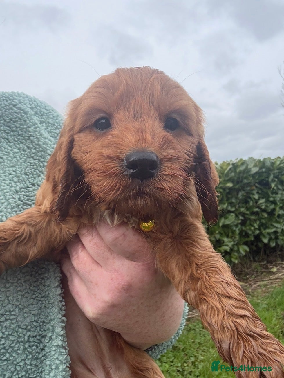 Cockapoo dogs Stunning Cockapoo Puppies  - Advert 5