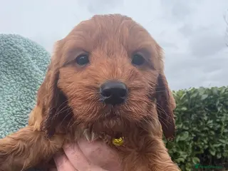 Cockapoo dogs Stunning Cockapoo Puppies - Advert 5