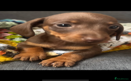 Dachshund dogs for sale: Miniature dachshund puppies  - Image 3