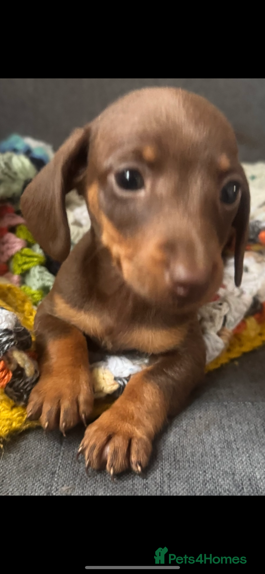 Dachshund dogs for sale: Miniature dachshund puppies  - Image 3