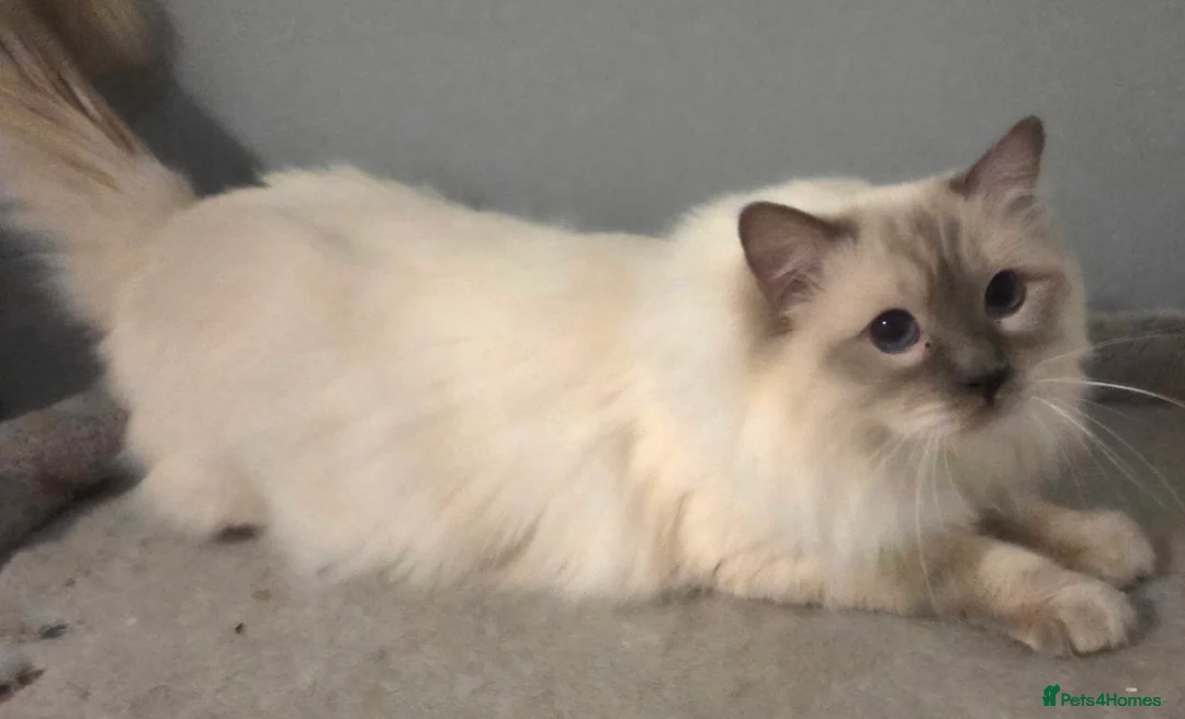Ragdoll cats for stud: GCCF Lilac Point Ragdoll Stud Proven - Advert 4
