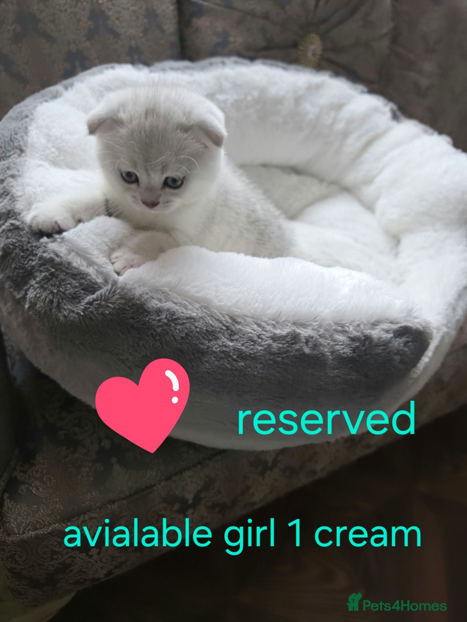 British Shorthair cats 💗SALE!🥰LAST 2 GIRL 😍Scottish fold😘🩵  - Advert 13