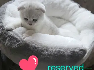 British Shorthair cats 💗SALE!🥰LAST 2 GIRL 😍Scottish fold😘🩵 - Advert 13