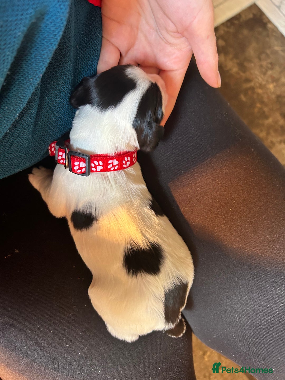 English Springer Spaniel dogs for sale: KC Working Springer Spaniel Puppies - Advert 5